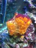 Coral.JPG