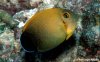 Acanthurus-pyroferus-jj-043001.jpg
