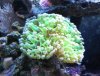 frog spawn.jpg