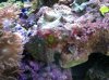 random zoa.jpg