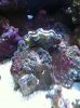 clam.jpg