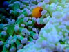 clownfish1thumb.jpg