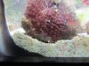 creature in fish tank 001.jpg