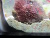 creature in fish tank 002.jpg