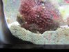 creature in fish tank 003.jpg