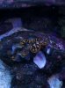 Clam3.jpg
