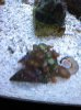 Acan.jpg