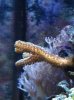 Blue SPS .jpg