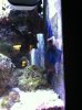 Goby.jpg