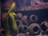 Green_Moray_eels_361125533.jpg