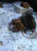 Orange Zoas.jpg