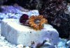 Zoa3.jpg