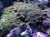 Zoa Colony.jpg