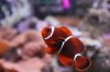 nemo.jpg