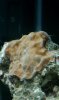 coral1.jpg