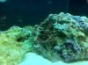 Cyano 3-7.jpg