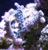 IMG_1511 copy.jpg