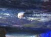 creature2.jpg