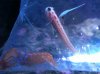 Goby.jpg