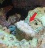 coral.jpg