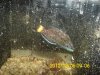 ChiselToothWrasse.jpg