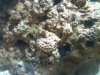 flametailblenny.jpg