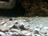 hermitcrab.jpg