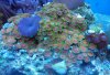 zoas 002 (800x545).jpg