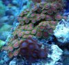 zoas 004 (800x757).jpg