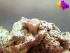 3reef-leather.jpg