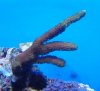reef pics 027 (800x734).jpg