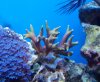 reef pics 041 (800x658).jpg