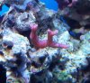 reef pics 014 (800x739).jpg