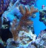 reef pics 029 (776x800).jpg