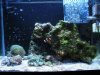 reefmiser2.sm.jpg