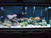 latest tank pics 015.JPG