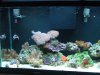 latest tank pics 009.JPG