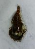 worm1.jpg