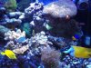 My reef Mar 24 2012b.jpg