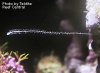 digitate_hydroid.jpg