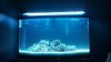 Fish tank 2.jpg
