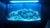 FIsh Tank.jpg