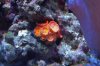 corals 071 (800x534).jpg