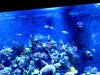 Giant Chromis1.JPG