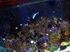 Giant Chromis2.JPG