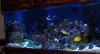 Giant Chromis3.JPG