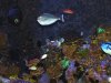 Giant Chromis4.JPG
