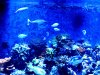 Giant Chromis5.JPG