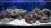 reef1 003.jpg
