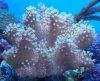 corals 070 (800x653).jpg